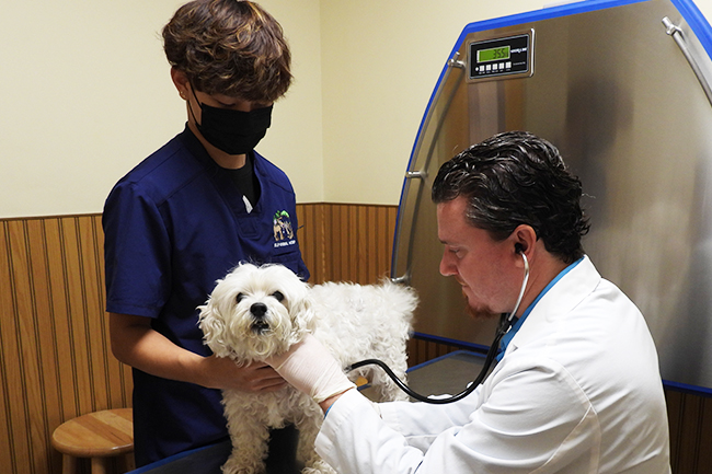 Canine Wellness Care | Islip Animal Hospital | Islip NY